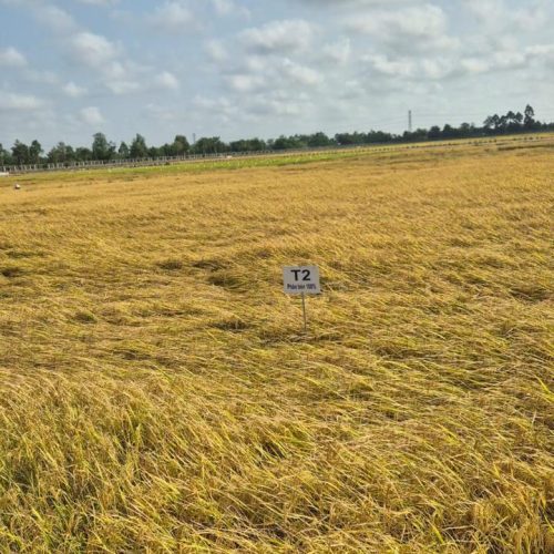 agriculture and food supply chain